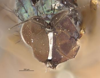 Media type: image;   Entomology 12915 Aspect: head frontal view